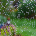Muster_der_Natur-Pl2-C.Bohnaus