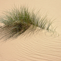 Muster_der_Natur-Pl3-R.Klinkel