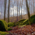 Muster_der_Natur-Pl4-M.van der Linden