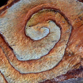 Muster_der_Natur-Pl8-B.Glombik-Wörz