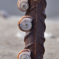 Muster_der_Natur-Pl6-W.Halder