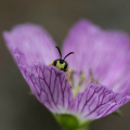 Krauss-01-Heimische-Insektenwelt