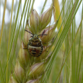 Krauss-02-Heimische-Insektenwelt