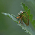 Krauss-03-Heimische-Insektenwelt