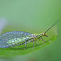 Krauss-04-Heimische-Insektenwelt