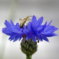 Krauss-05-Heimische-Insektenwelt