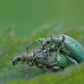Krauss-06-Heimische-Insektenwelt