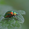 Krauss-07-Heimische-Insektenwelt