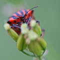 Krauss-08-Heimische-Insektenwelt