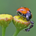 Krauss-09-Heimische-Insektenwelt