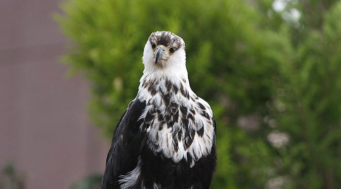 Greifvogel (c) Bärbel Koob