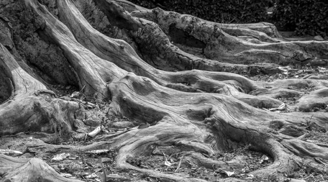 Fotowettbewerb „Holzstrukturen“ – Siegerfotos