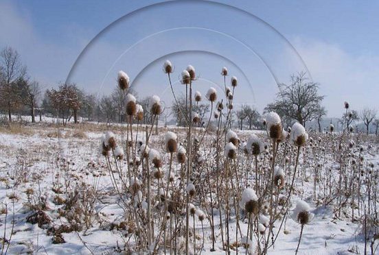 Karlheinz Engel: Winterbilder