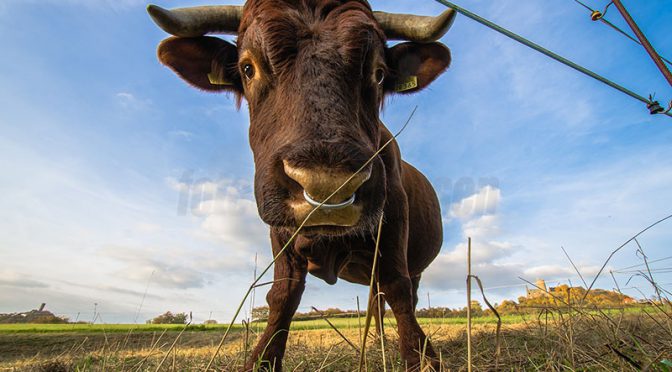 Fotowettbewerb „Froschperspektive“ – Siegerfotos