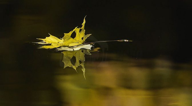 Fotowettbewerb „Herbst“ – Siegerfotos