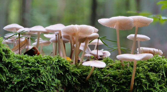 Großer Auftritt für Pilze